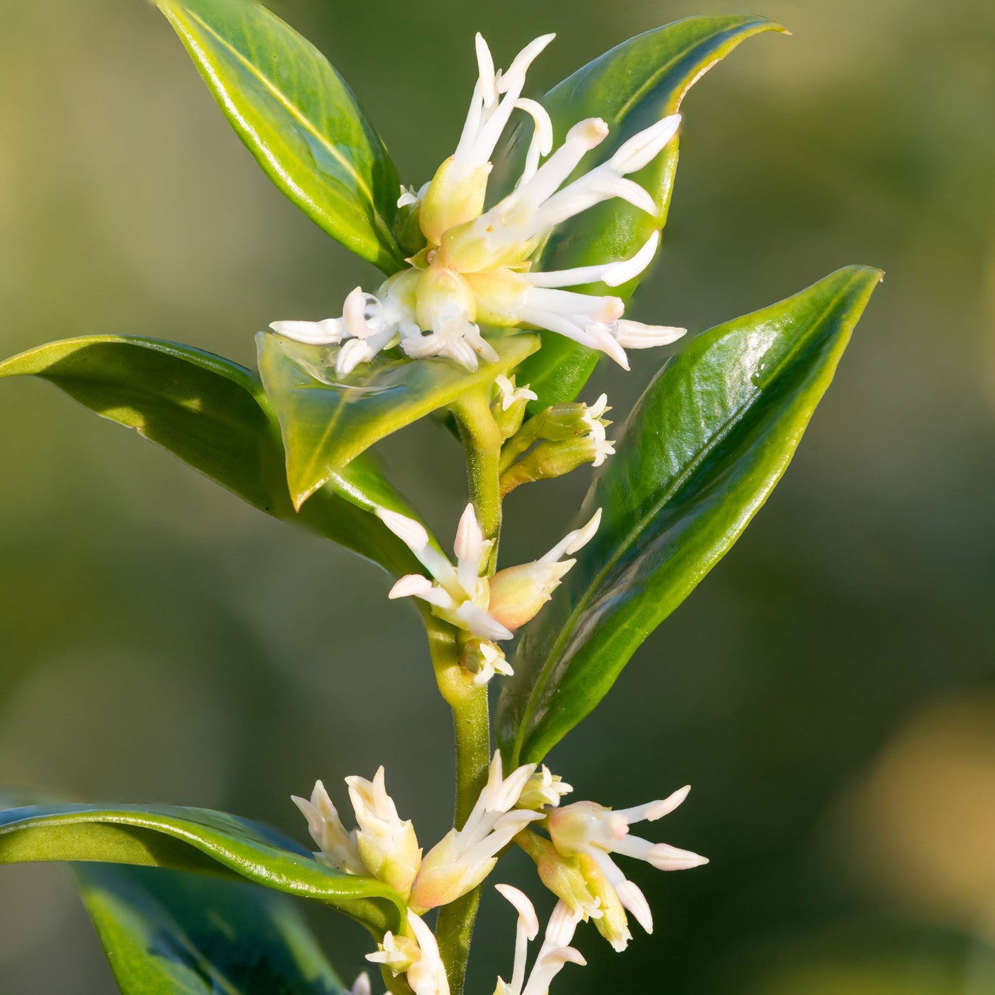 Sarcococca confusa: Sweet Box Shrub with Fragrant Winter Blooms, 1L/2L - plants - express.com