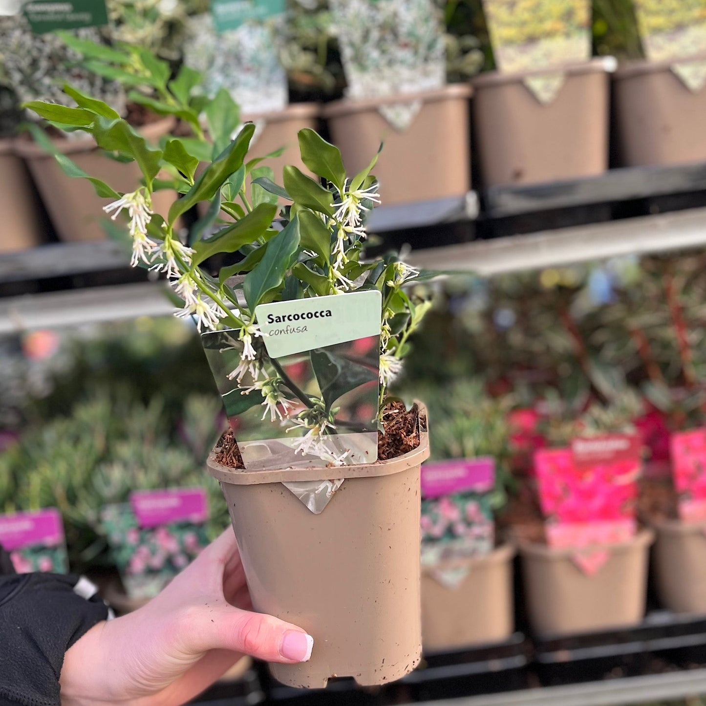 Sarcococca confusa: Sweet Box Shrub with Fragrant Winter Blooms, 1L/2L - plants - express.com