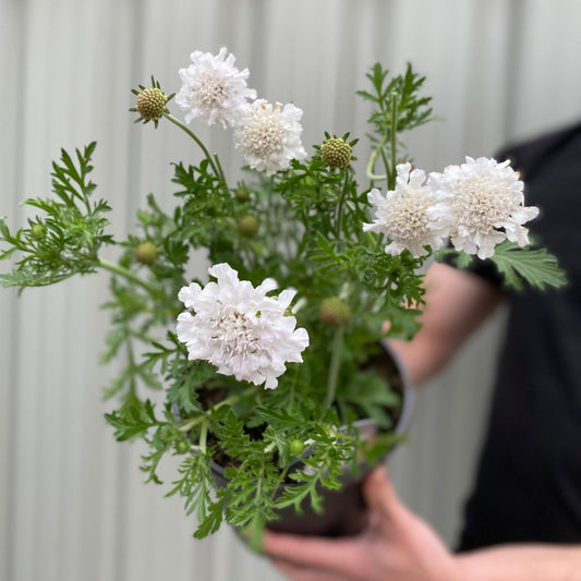 Scabious Kudo White - 9cm Pot, 2L, White Pincushion Blooms - plants - express.com