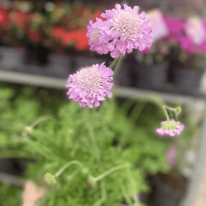 Scabious Pink Mist - Compact 9cm Pot, 2L, Bright Blooms - plants - express.com