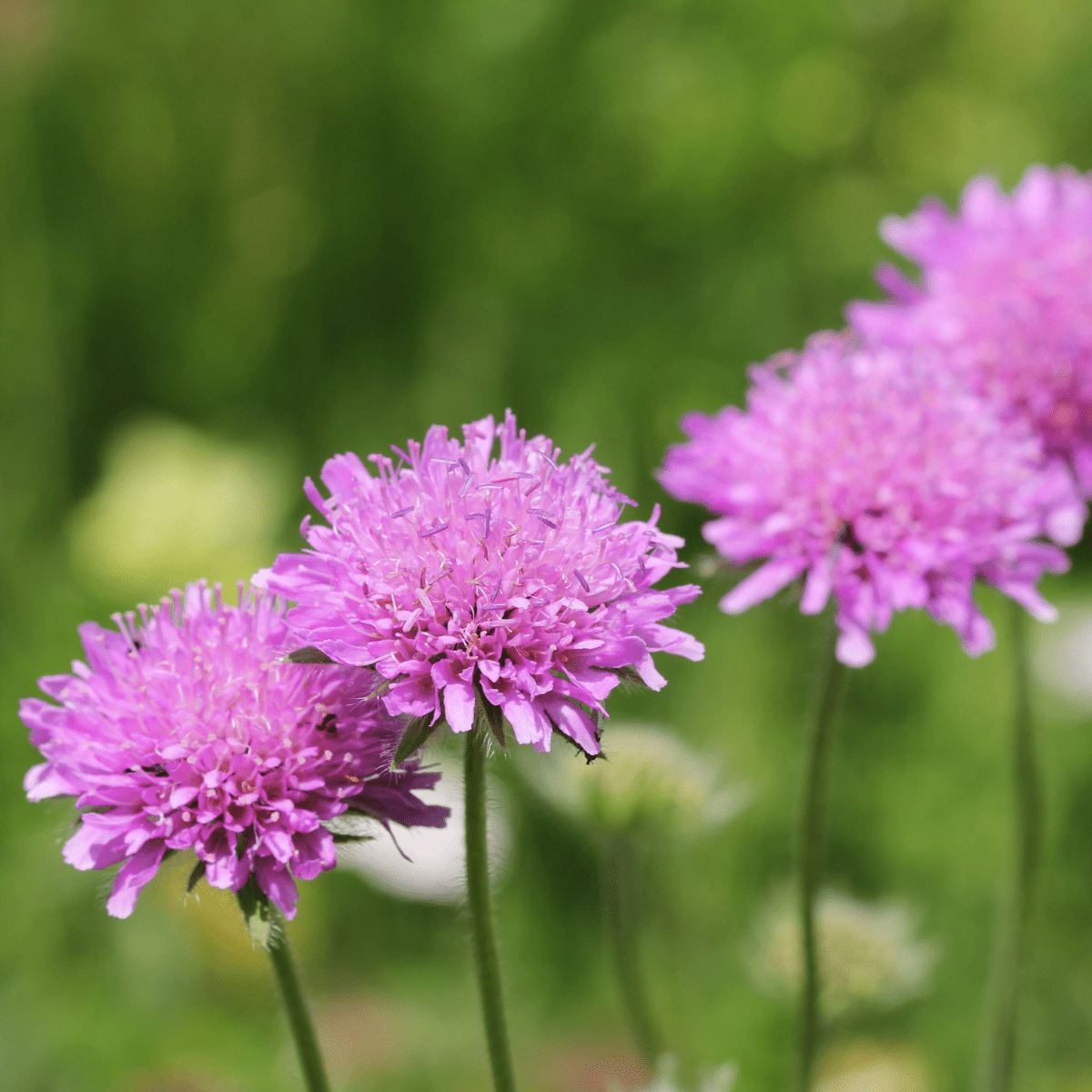 Scabious Pink Mist - Compact 9cm Pot, 2L, Bright Blooms - plants - express.com