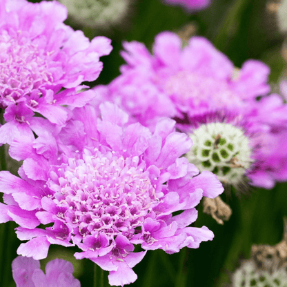 Scabious Pink Mist - Compact 9cm Pot, 2L, Bright Blooms - plants - express.com