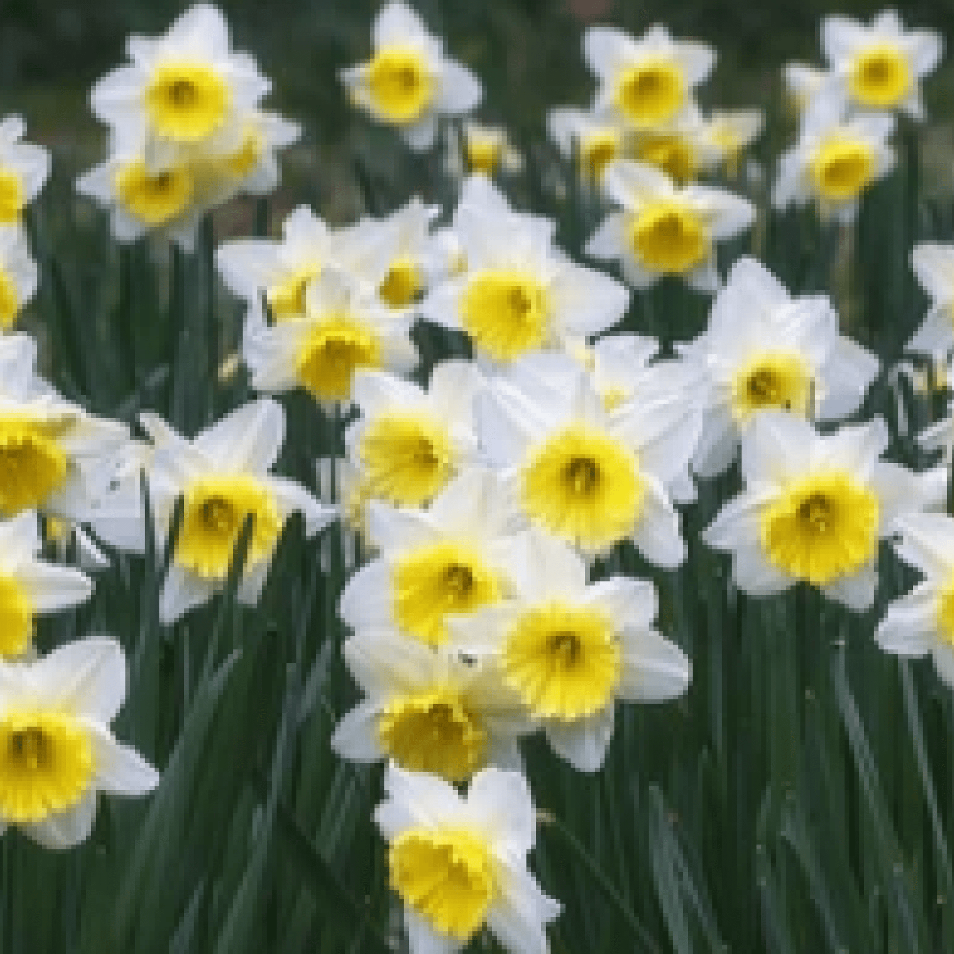 Scented Narcissi White Mix: Dwarf White Daffodil Bulbs (8 Bulbs) - plants - express.com