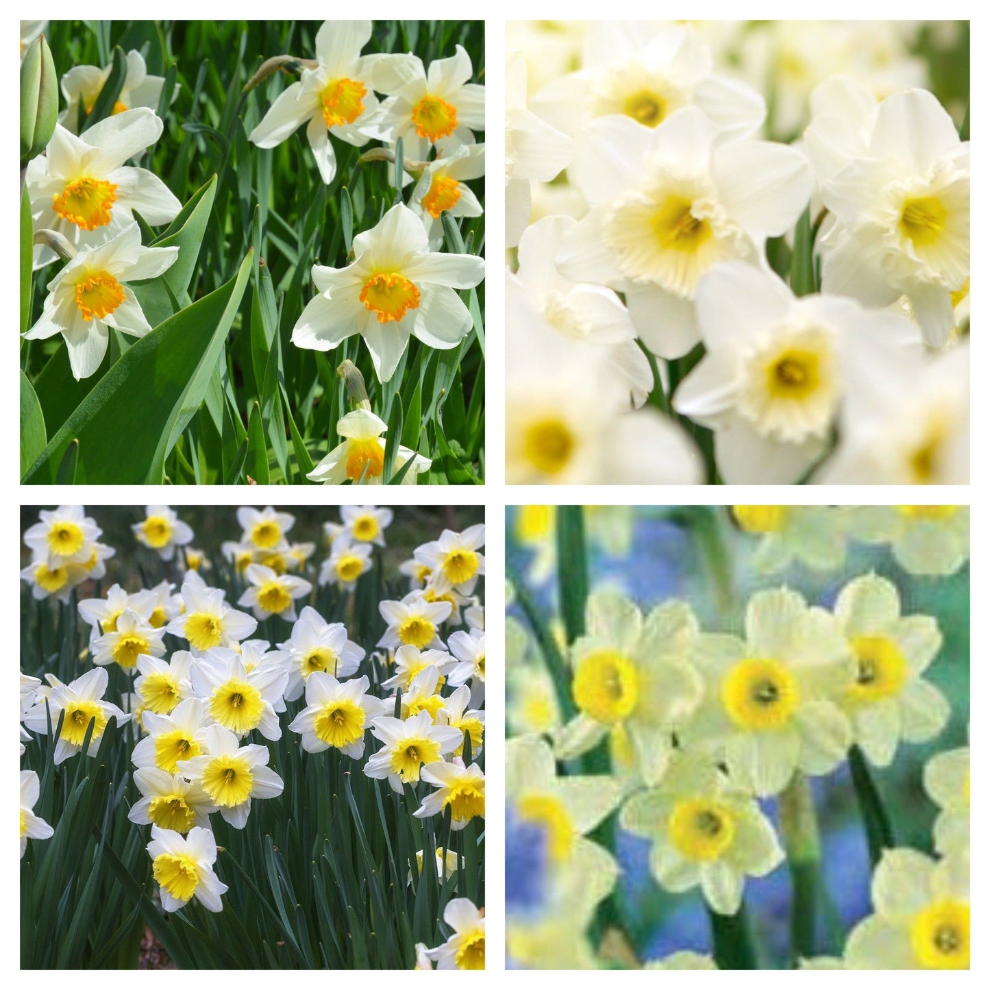 Scented Narcissi White Mix: Dwarf White Daffodil Bulbs (8 Bulbs) - plants - express.com