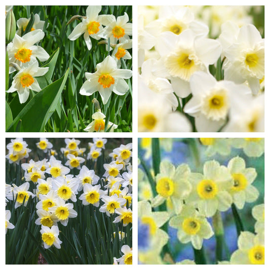 Scented Narcissi White Mix: Dwarf White Daffodil Bulbs (8 Bulbs) - plants - express.com
