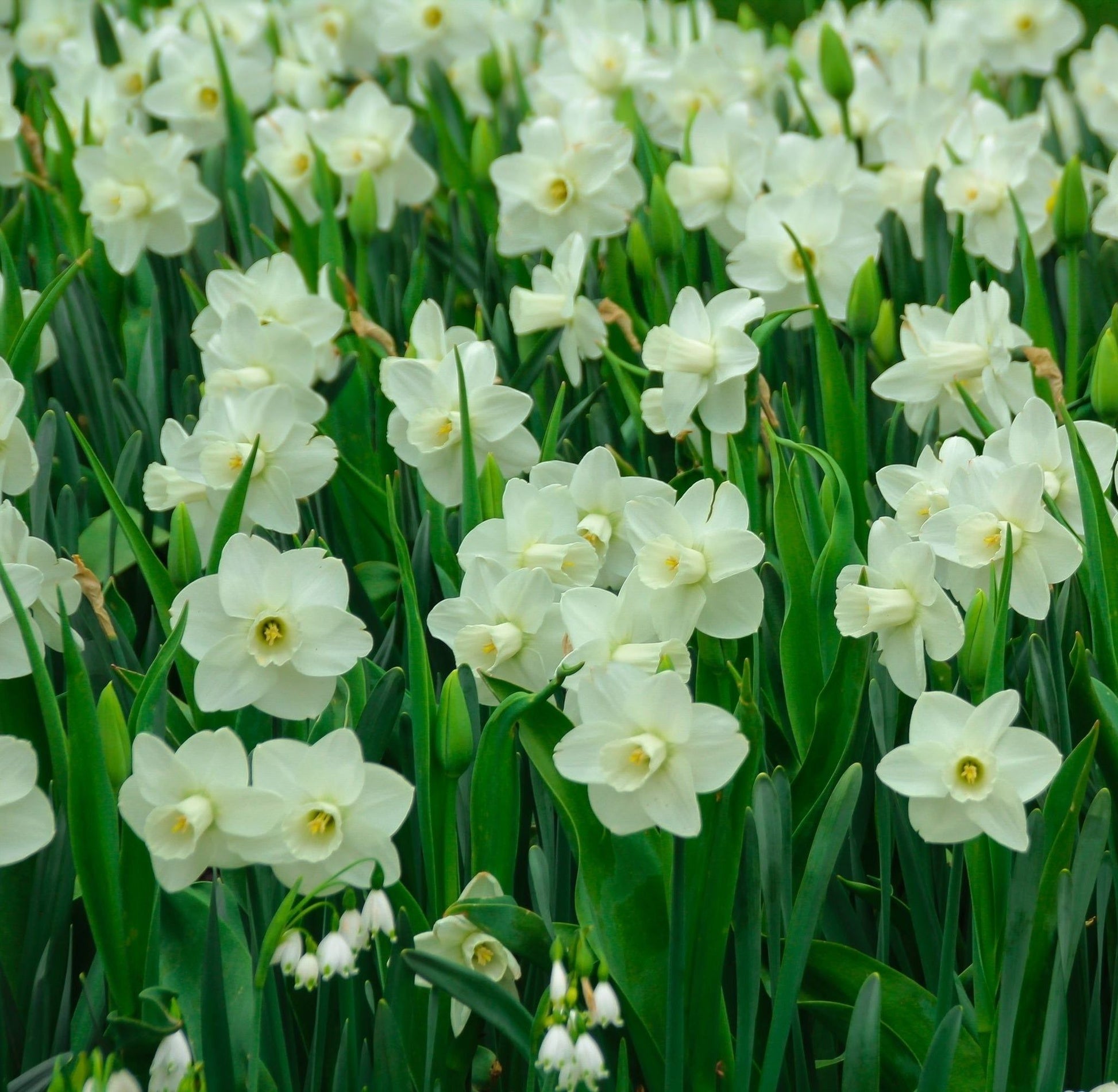 Scented Narcissi White Mix: Dwarf White Daffodil Bulbs (8 Bulbs) - plants - express.com