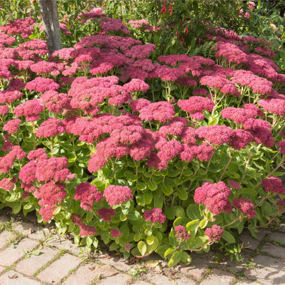 Sedum Autumn Joy 9cm Pot - Pink Autumn Blooms, AGM - plants - express.com