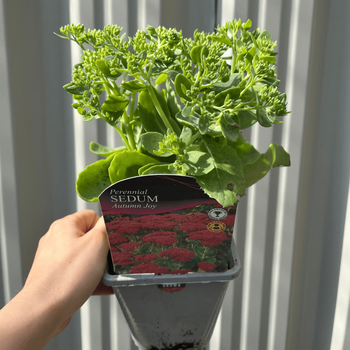 Sedum Autumn Joy 9cm Pot - Pink Autumn Blooms, AGM - plants - express.com