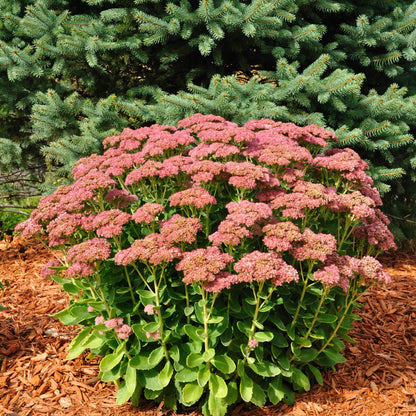 Sedum Autumn Joy 9cm Pot - Pink Autumn Blooms, AGM - plants - express.com