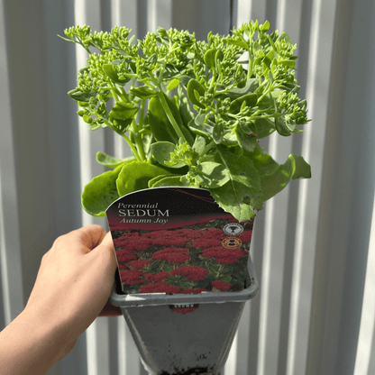 Sedum Autumn Joy 9cm Pot - Pink Autumn Blooms, AGM - plants - express.com