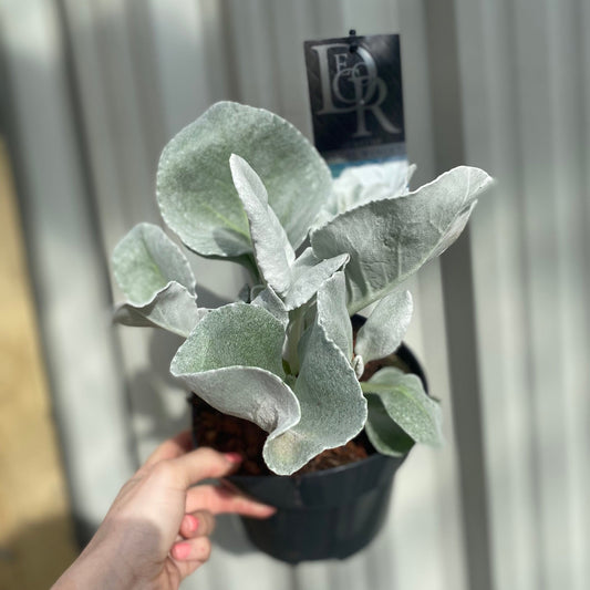 Senecio 'Angel Wings': Velvet Silver Foliage, Evergreen, 1.5L/2L/5L Pot - plants - express.com