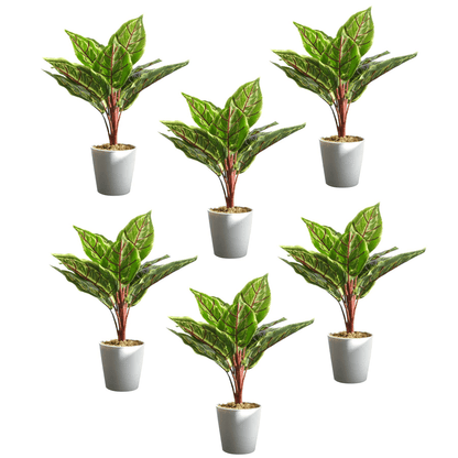Set of 6 Realistic 38cm Potted Calathea Veitchiane - Effortless Greenery - plants - express.com
