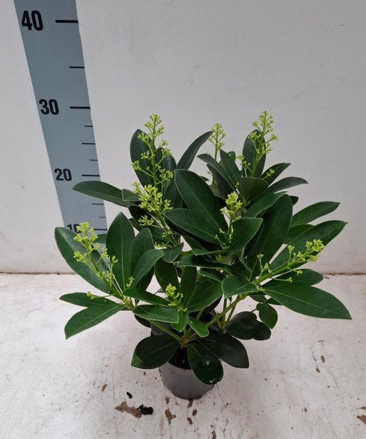 Skimmia japonica 'Finchy' 10.5cm / 2L / 5L - plants - express.com