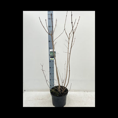 Snowball Viburnum opulus 'Roseum' - Stunning Shrub with Changing Blooms! - plants - express.com