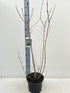 5L (90-100cm inc. growers pot)