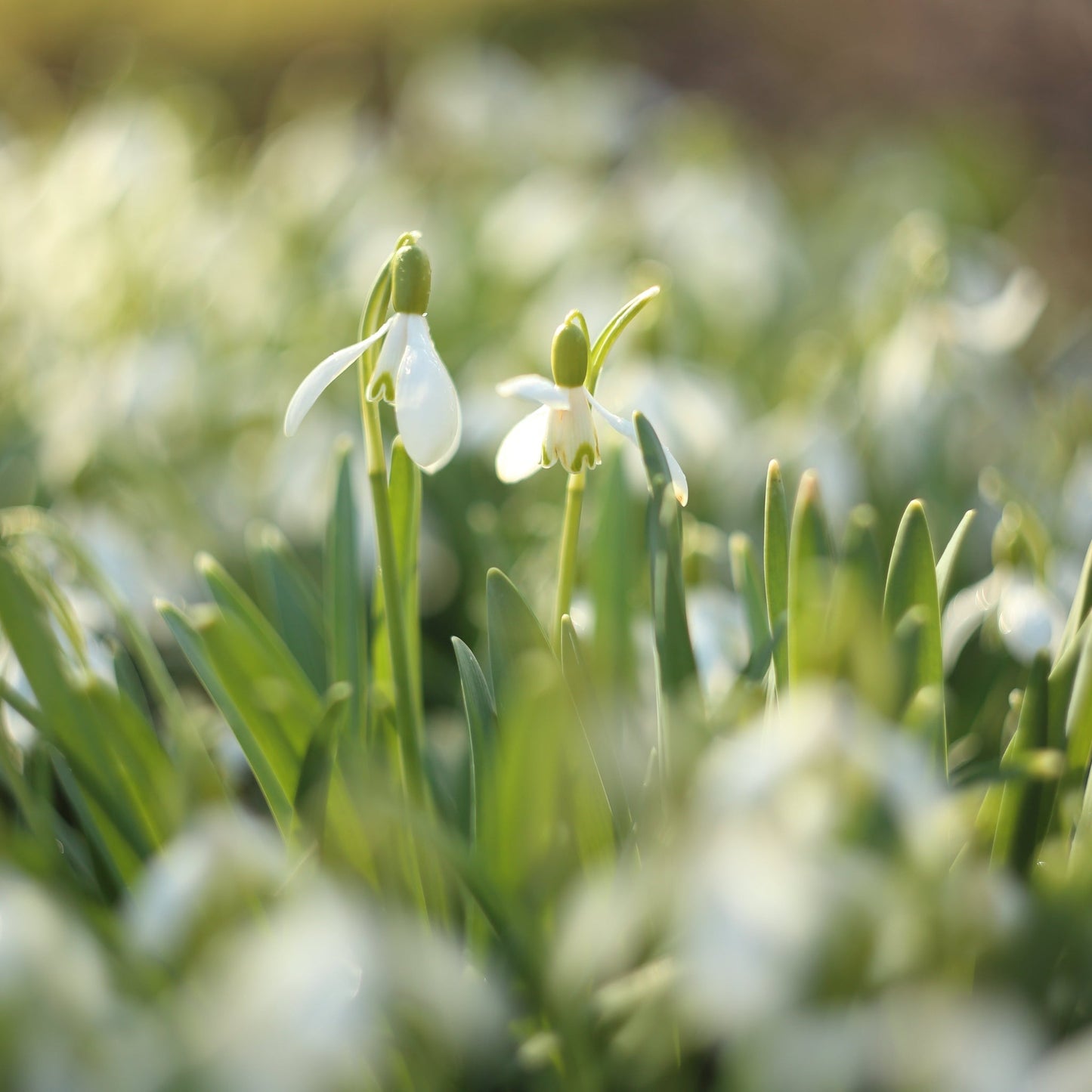 Snowdrops Galanthus nivalis - 8 Bulbs, AGM, Scented, Early Bloom - plants - express.com