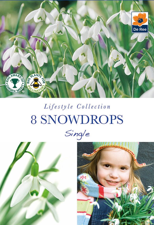 Snowdrops Galanthus nivalis - 8 Bulbs, AGM, Scented, Early Bloom - plants - express.com