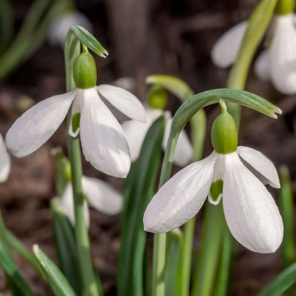 Snowdrops Galanthus nivalis - 8 Bulbs, AGM, Scented, Early Bloom - plants - express.com