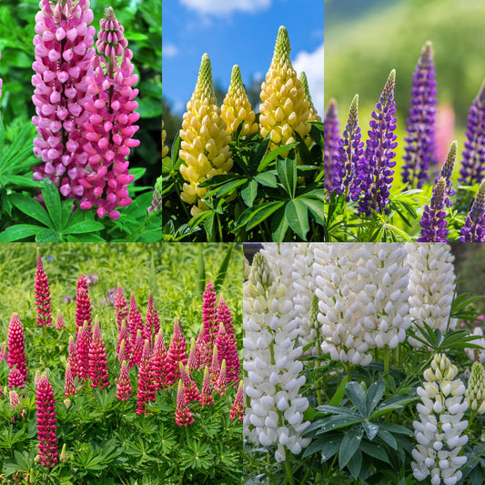 SPECIAL OFFER: Lupin - Gallery Mix of 5 - plants - express.com