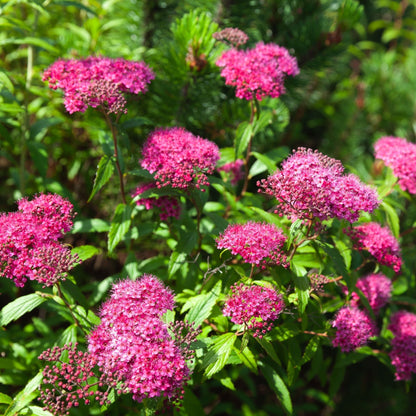 Spiraea Double Play 'Artist' – Vibrant Foliage & Stunning Flowers in 3L Size - plants - express.com