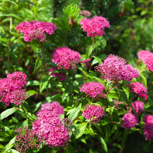 Spiraea Double Play 'Artist' – Vibrant Foliage & Stunning Flowers in 3L Size - plants - express.com