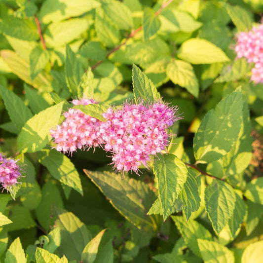 Spiraea Double Play 'Gold' - Vibrant Golden Shrub with Stunning Seasonal Colors - plants - express.com