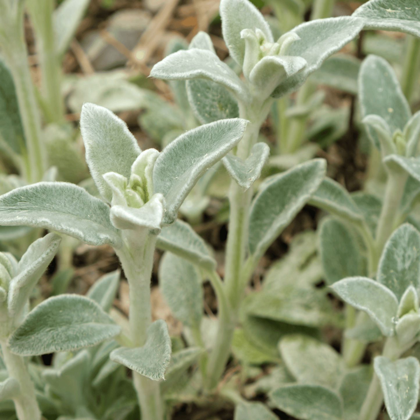 Stachys lanata - Lamb's Ear Ground Cover, Silver Foliage, 9cm Pot - plants - express.com