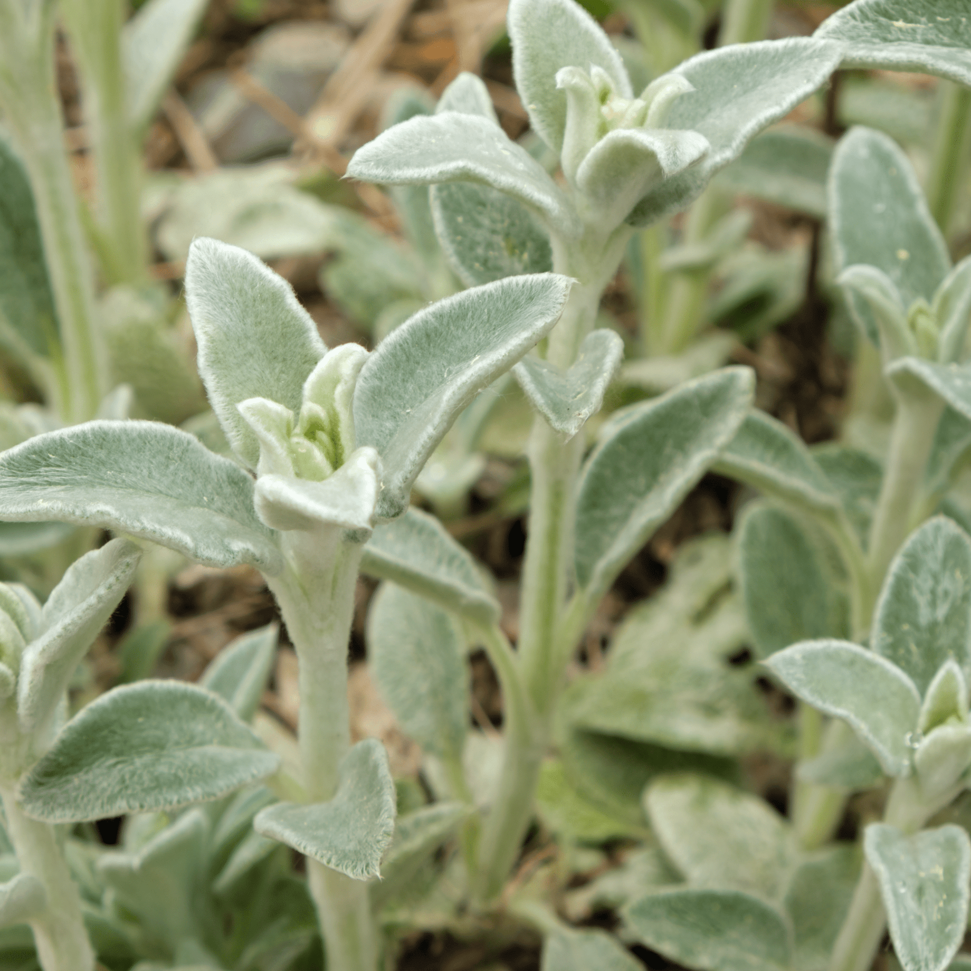 Stachys lanata - Lamb's Ear Ground Cover, Silver Foliage, 9cm Pot - plants - express.com