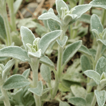 Stachys lanata - Lamb's Ear Ground Cover, Silver Foliage, 9cm Pot - plants - express.com