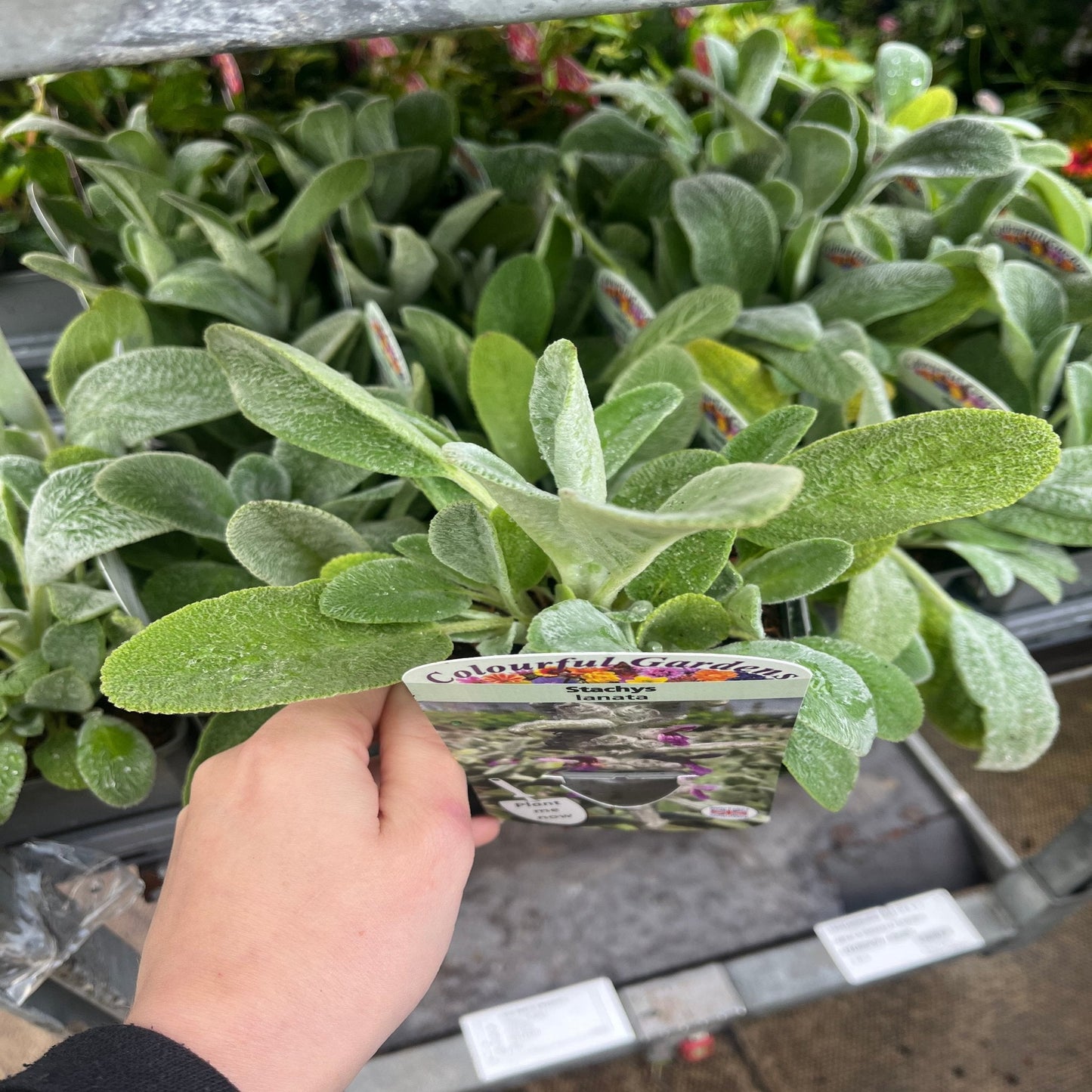 Stachys lanata - Lamb's Ear Ground Cover, Silver Foliage, 9cm Pot - plants - express.com