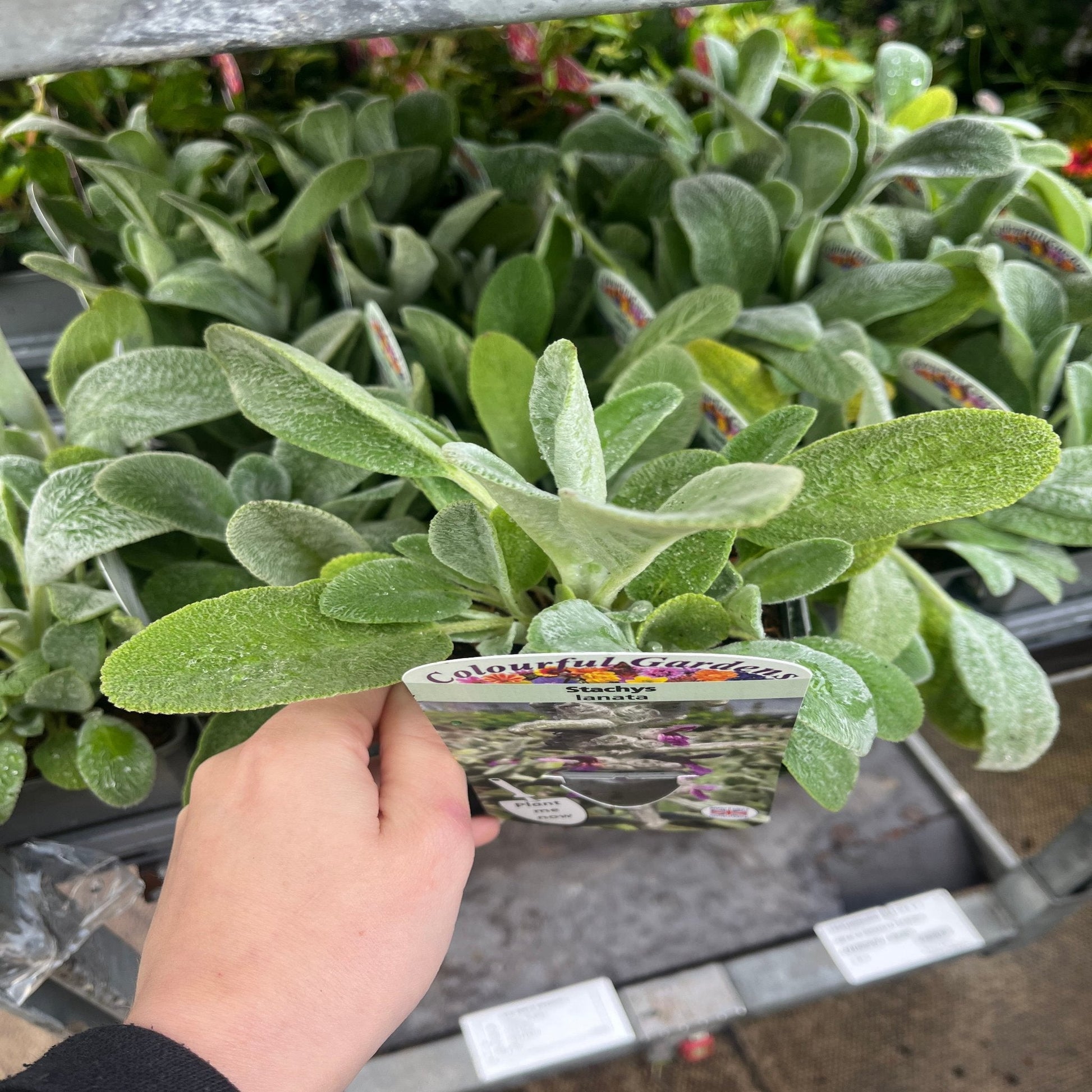 Stachys lanata - Lamb's Ear Ground Cover, Silver Foliage, 9cm Pot - plants - express.com