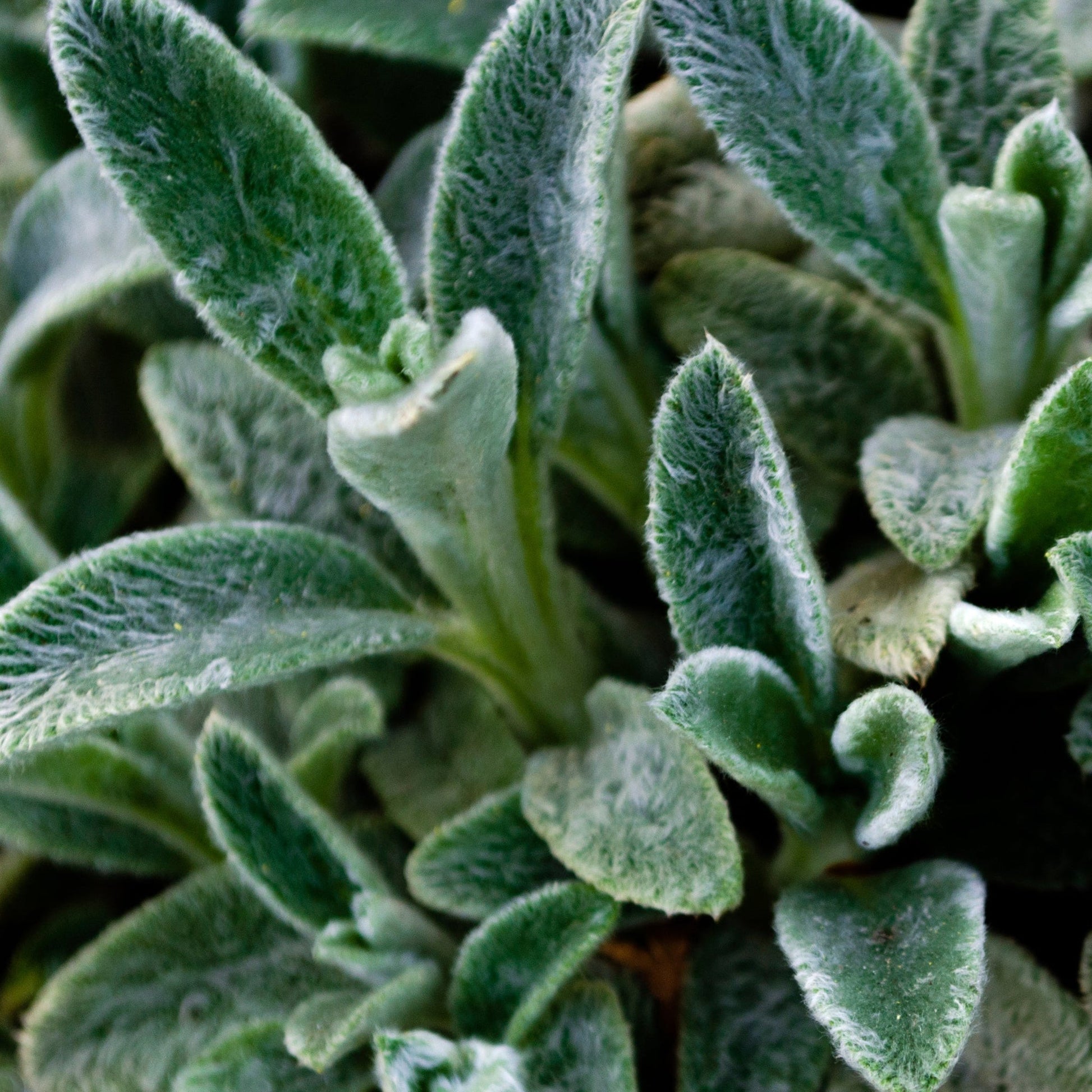 Stachys lanata - Lamb's Ear Ground Cover, Silver Foliage, 9cm Pot - plants - express.com