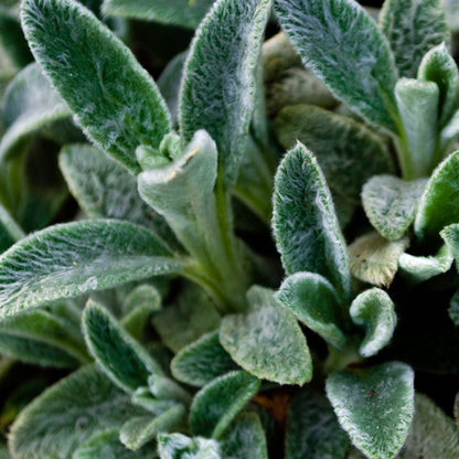 Stachys lanata - Lamb's Ear Ground Cover, Silver Foliage, 9cm Pot - plants - express.com