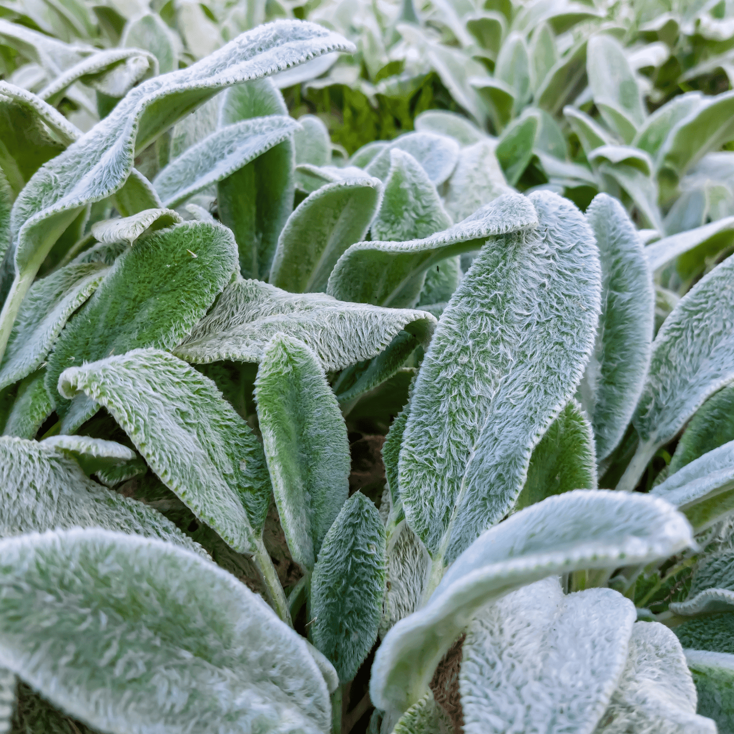 Stachys lanata - Lamb's Ear Ground Cover, Silver Foliage, 9cm Pot - plants - express.com