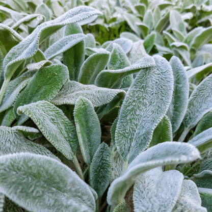 Stachys lanata - Lamb's Ear Ground Cover, Silver Foliage, 9cm Pot - plants - express.com