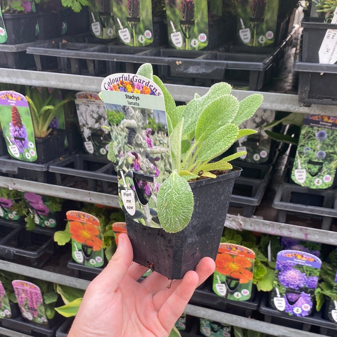 Stachys lanata - Lamb's Ear Ground Cover, Silver Foliage, 9cm Pot - plants - express.com