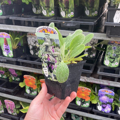Stachys lanata - Lamb's Ear Ground Cover, Silver Foliage, 9cm Pot - plants - express.com