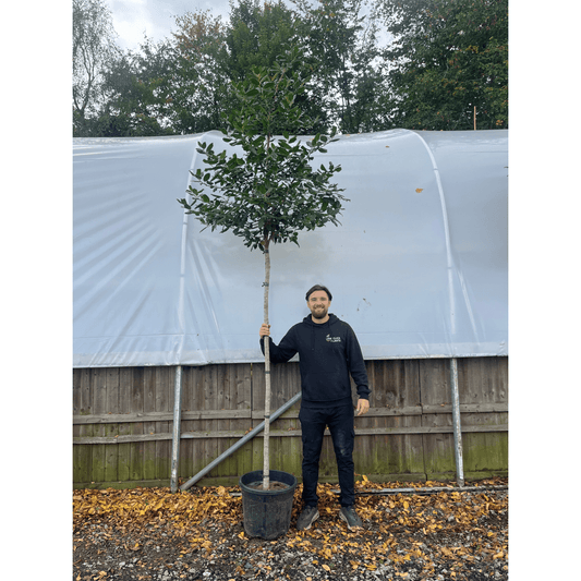 Standard ilex 'Nelly Steven's Tree 3m (stem 1.8m + head) - plants - express.com