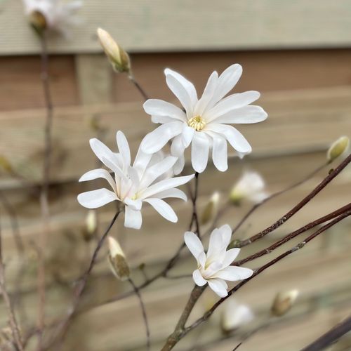Star Magnolia Standard Tree | Stunning White Flowers, 90 - 100cm in Height! - plants - express.com