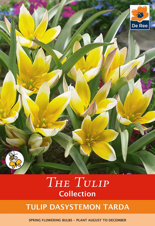Starburst Tulip Bulbs - Stunning Dasystemon Tarda, 8 Pack for Vibrant Blooms! - plants - express.com