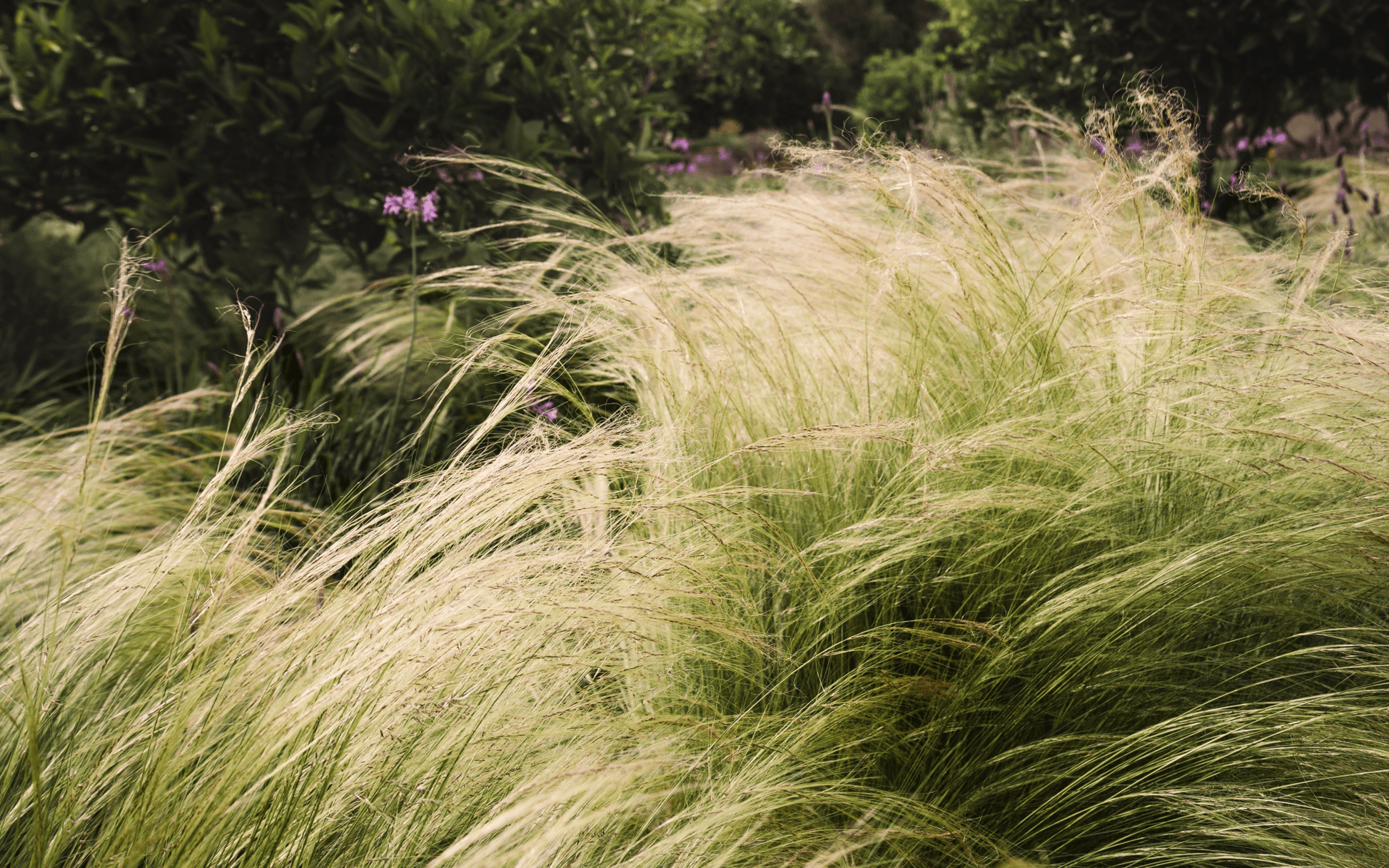 Stipa tenuissima 'Ponytails' 9cm/3L - plants - express.com