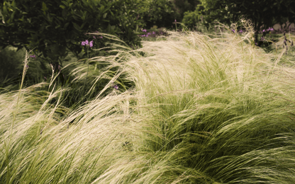 Stipa tenuissima 'Ponytails' 9cm/3L - plants - express.com