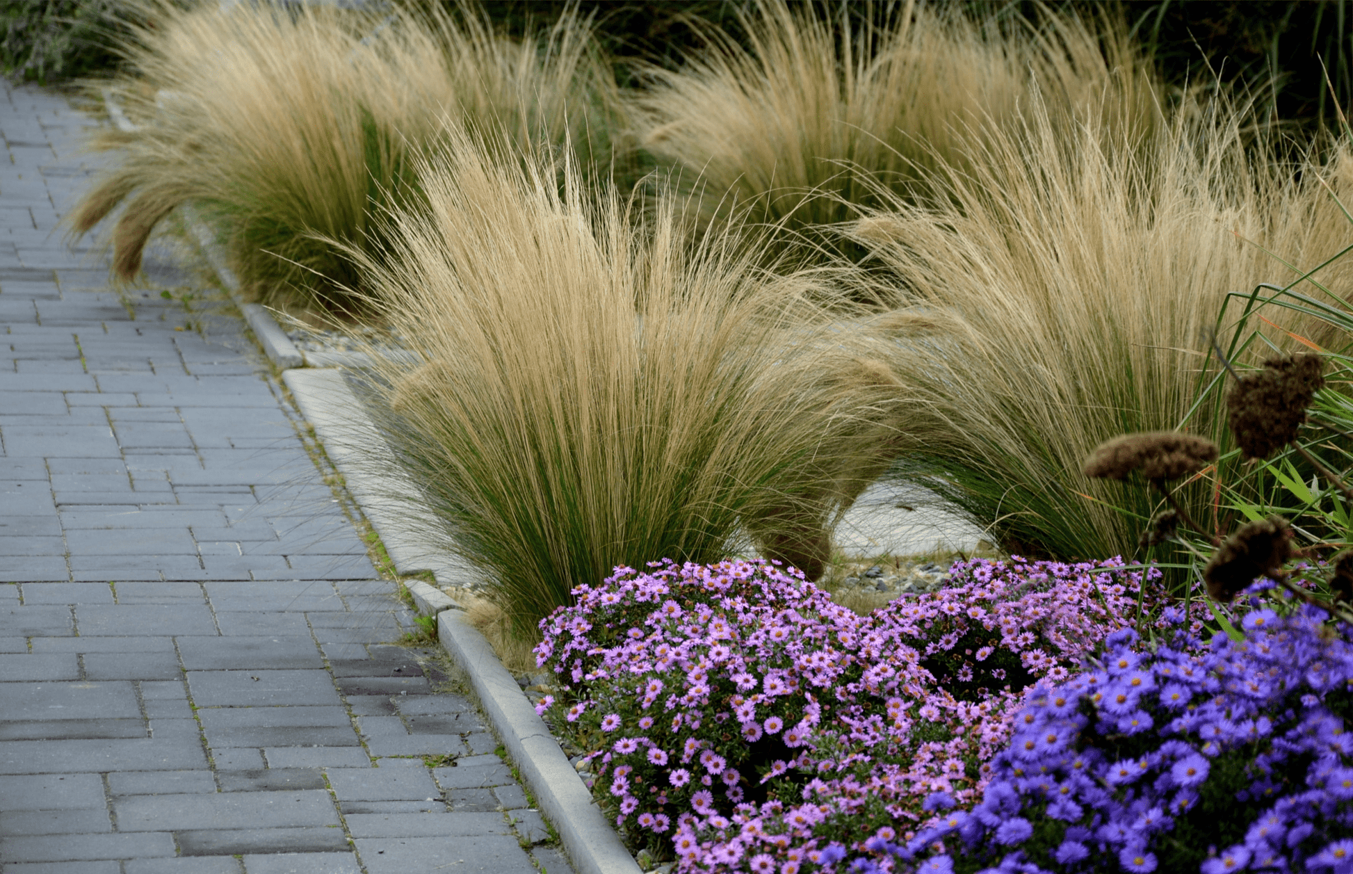 Stipa tenuissima 'Ponytails' 9cm/3L - plants - express.com