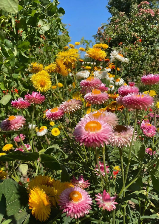 Strawflower Helichrysum Swiss Giant Mix - plants - express.com