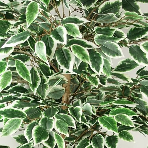 Stunning 150cm Ficus Tree - Lifelike Silk Elegance for Effortless Décor! - plants - express.com