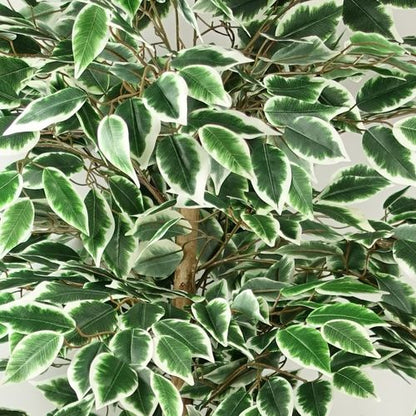 Stunning 150cm Ficus Tree - Lifelike Silk Elegance for Effortless Décor! - plants - express.com