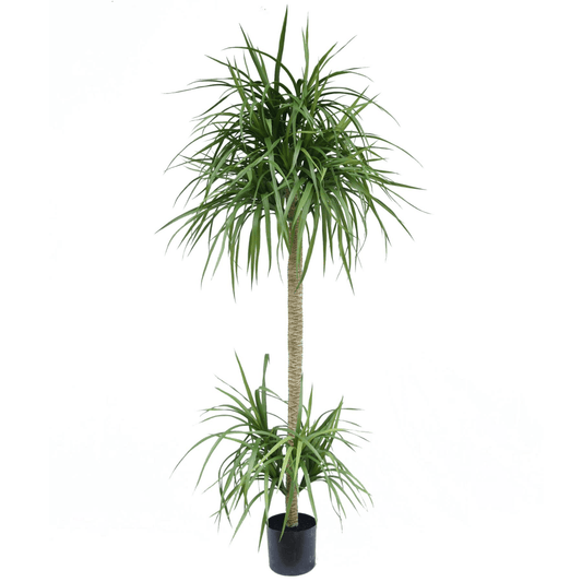 Stunning 180cm Realistic Artificial Dracaena Tree - No Maintenance Needed! - plants - express.com