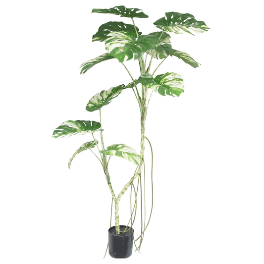 Stunning 180cm Variegated Monstera Artificial Tree - Tropical Elegance Indoors! - plants - express.com