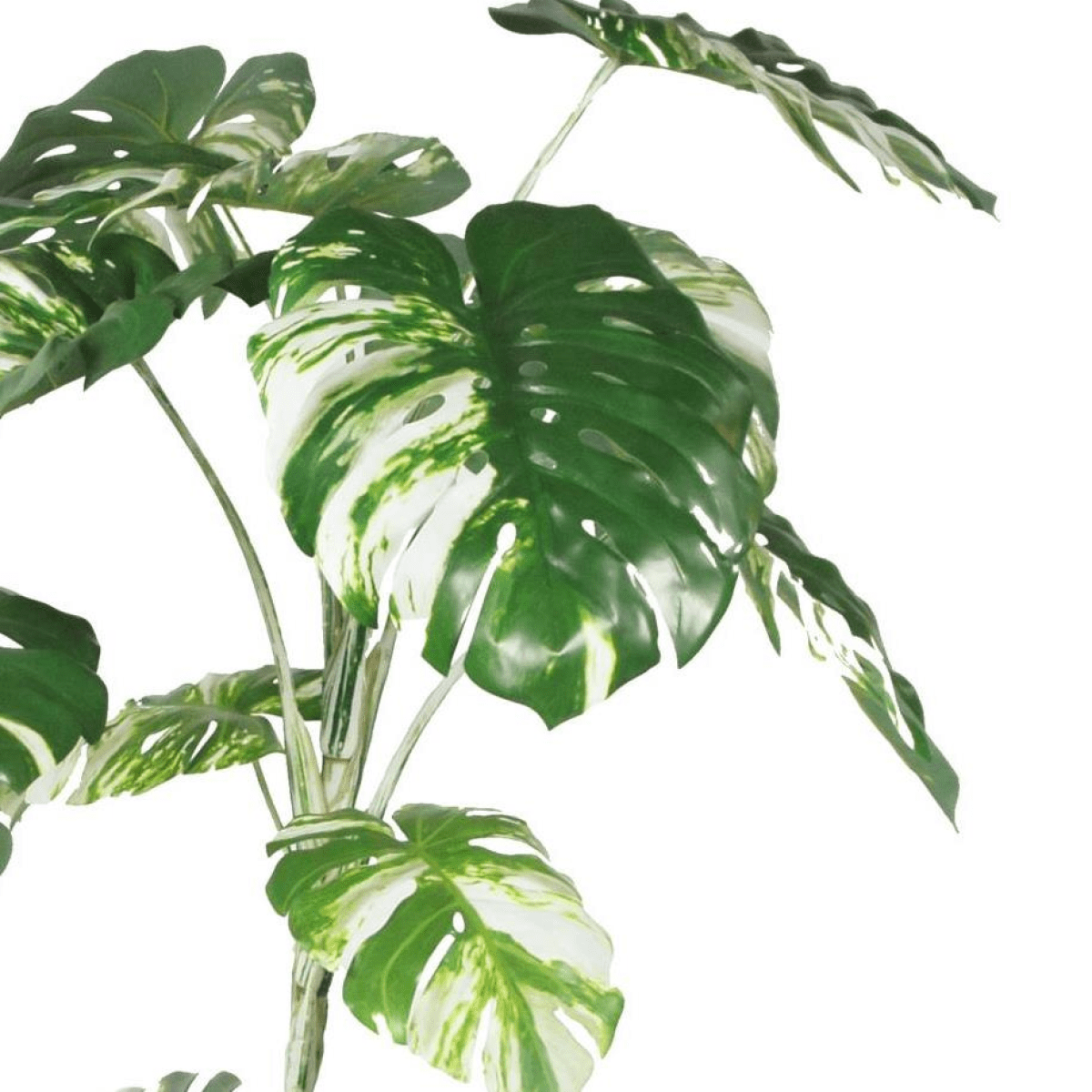 Stunning 210cm Variegated Monstera - Realistic Artificial Tree for Every Space! - plants - express.com
