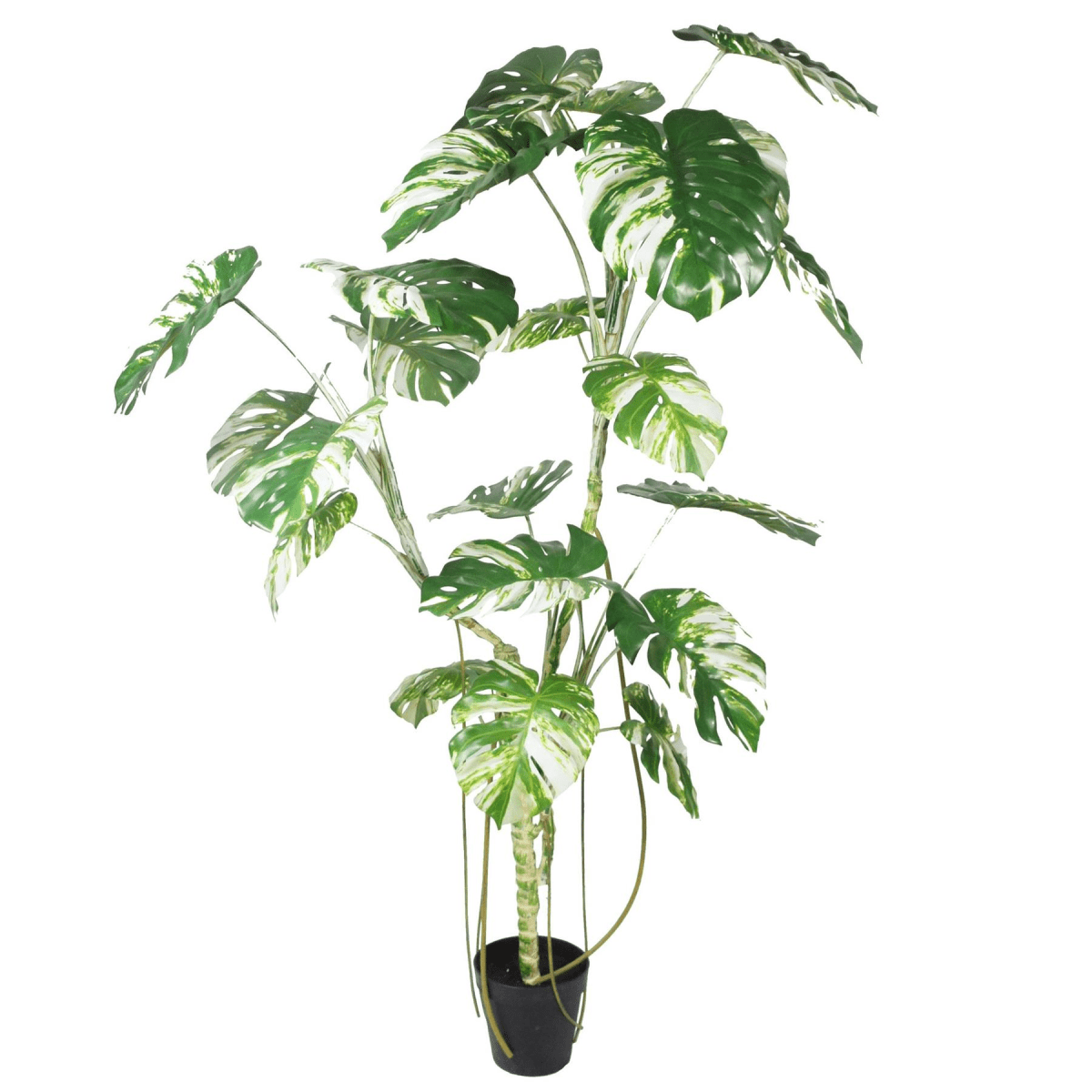 Stunning 210cm Variegated Monstera - Realistic Artificial Tree for Every Space! - plants - express.com